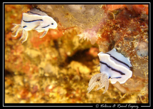 Upside down nudibranches ! by Raoul Caprez 